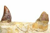 Mosasaur Jaw Section with Two Teeth - Morocco #225280-3